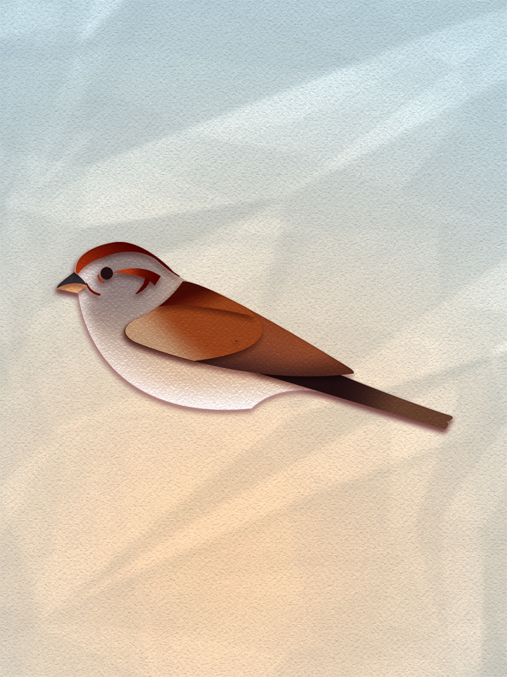 American Tree Sparrow 1
