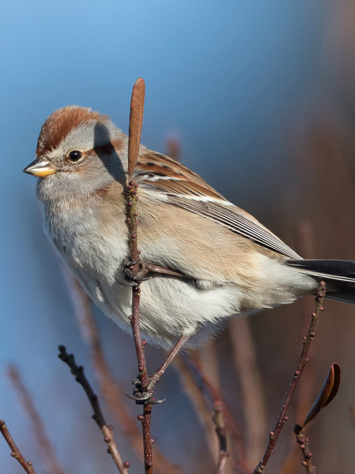 American Tree Sparrow 2