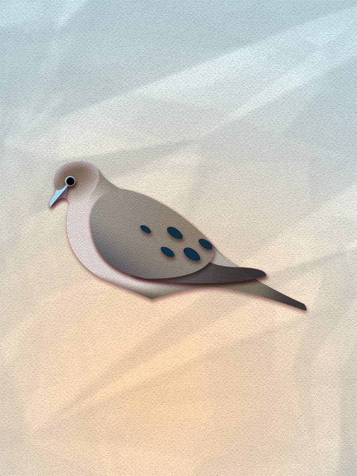 Mourning Dove 1