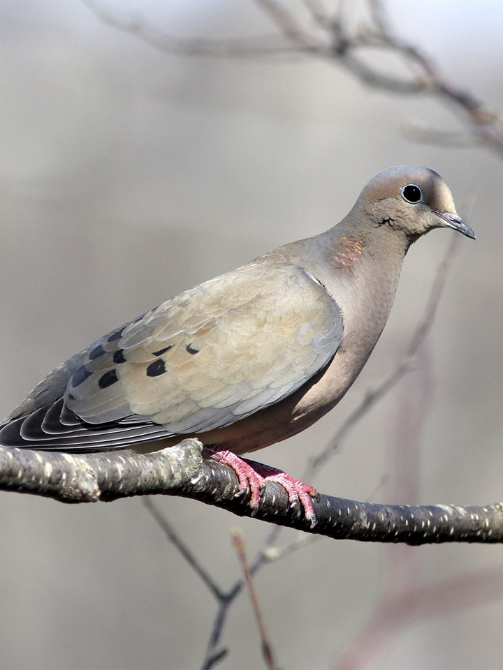 Mourning Dove | Backyard Birds