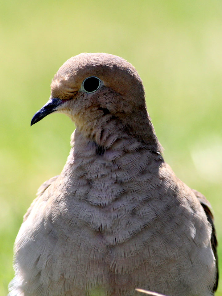 Mourning Dove 4
