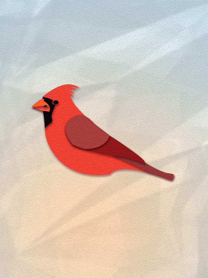 Northern Cardinal 1