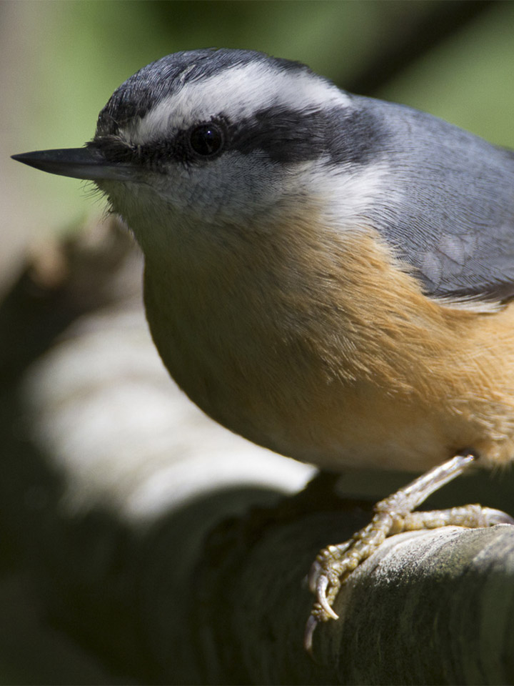 Red-Breasted Nuthatch 2