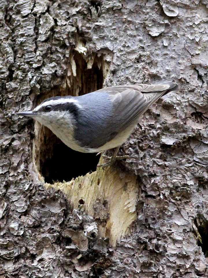 Red-Breasted Nuthatch 3