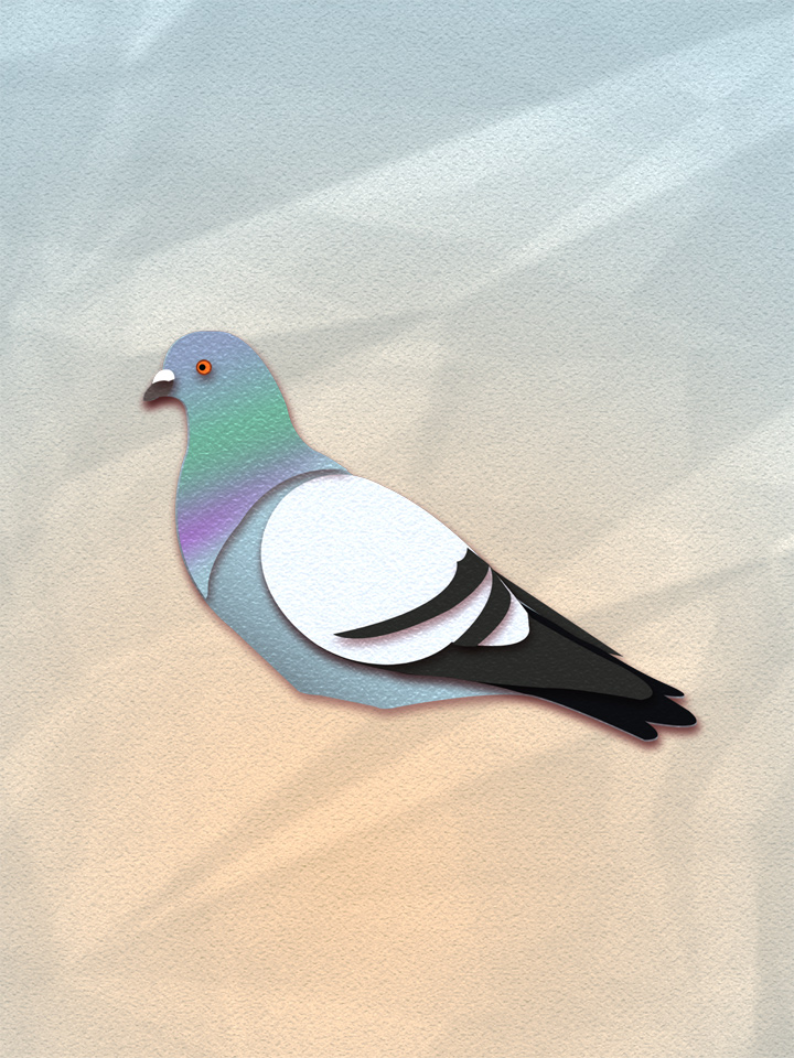 Rock Pigeon 1