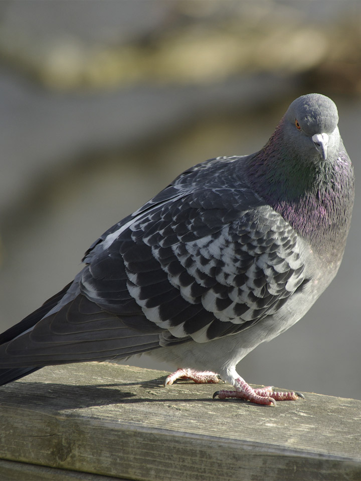 Rock Pigeon 3