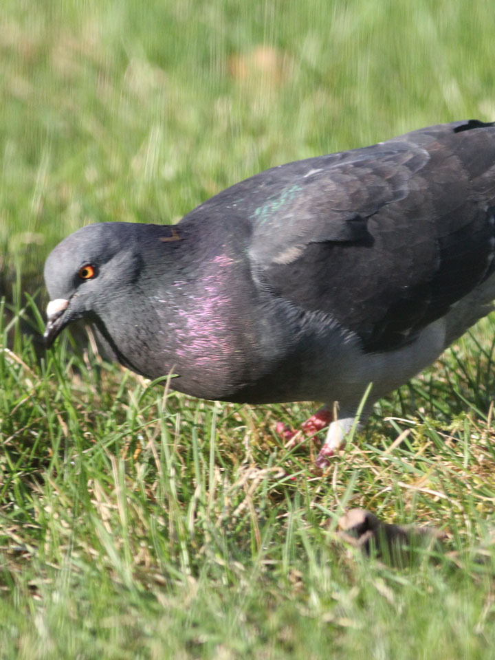 Rock Pigeon 4