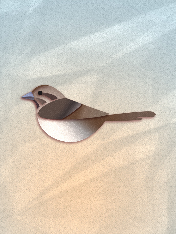 Song Sparrow 1