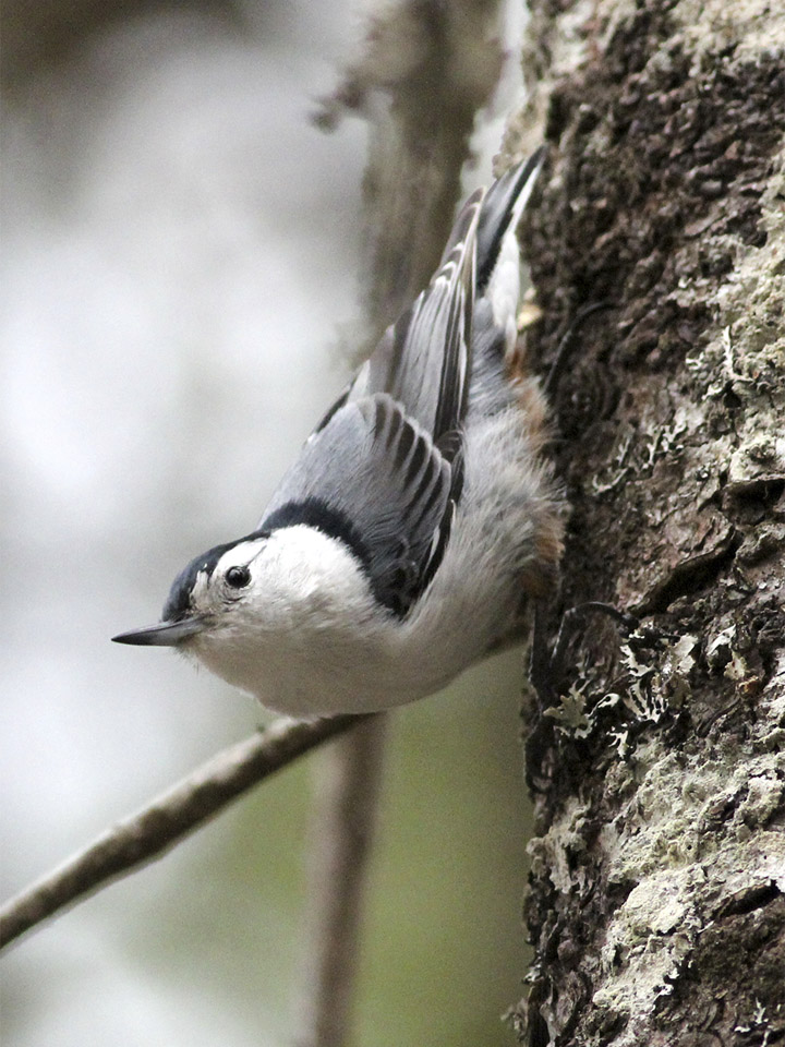 White-Breasted Nuthatch 2
