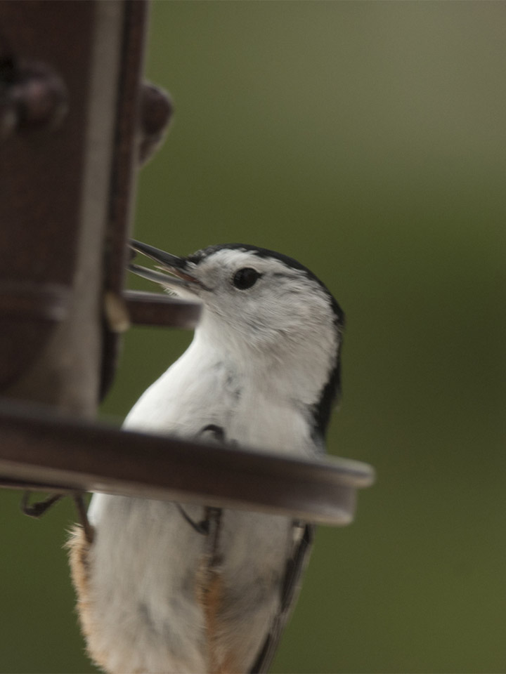 White-Breasted Nuthatch 3