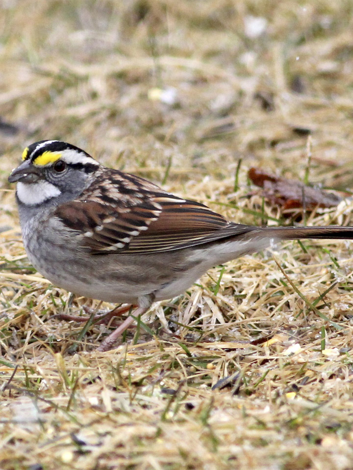 White-Throated Sparrow 2