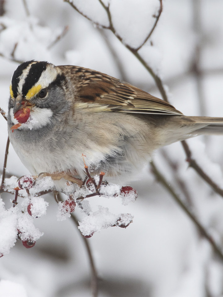 White-Throated Sparrow 3