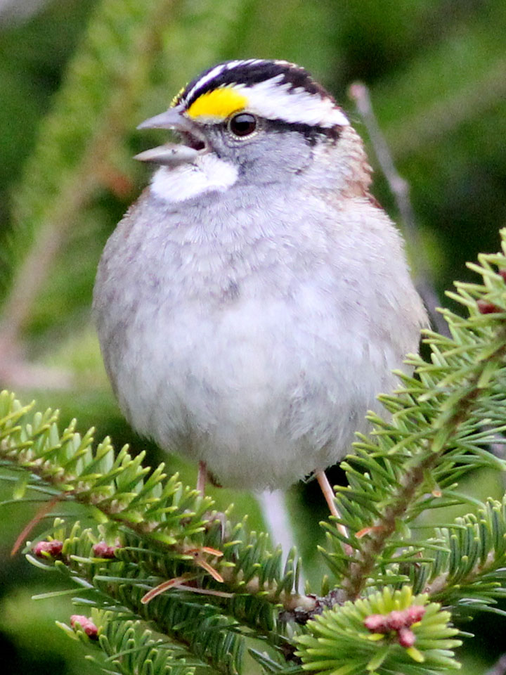 White-Throated Sparrow 4